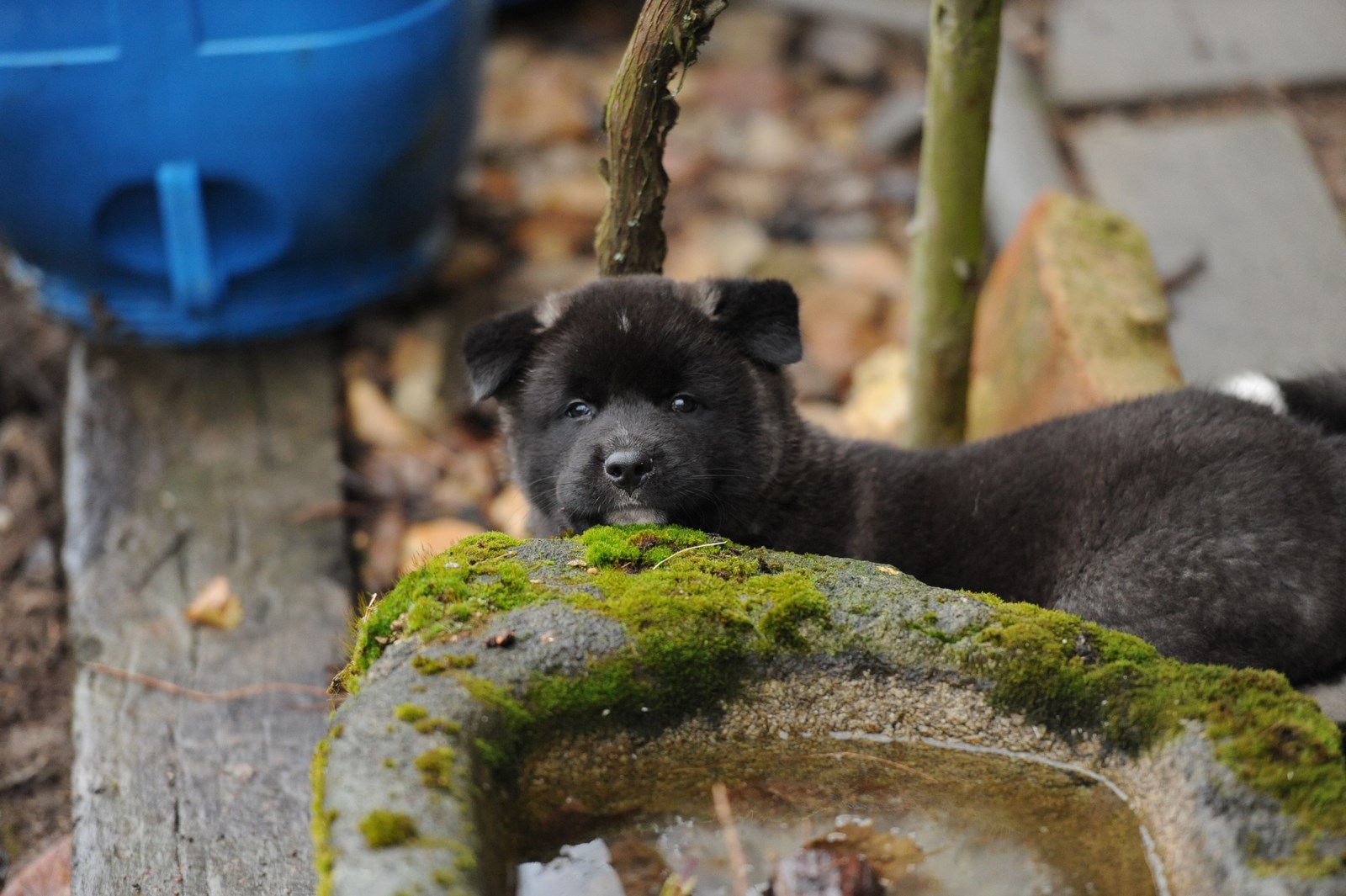 25.12.2013, Black Bear