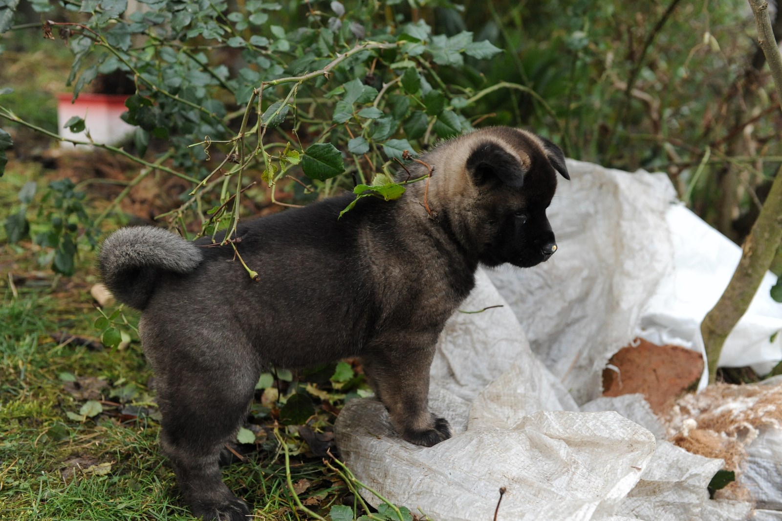 Bonnie, 25.12.2013