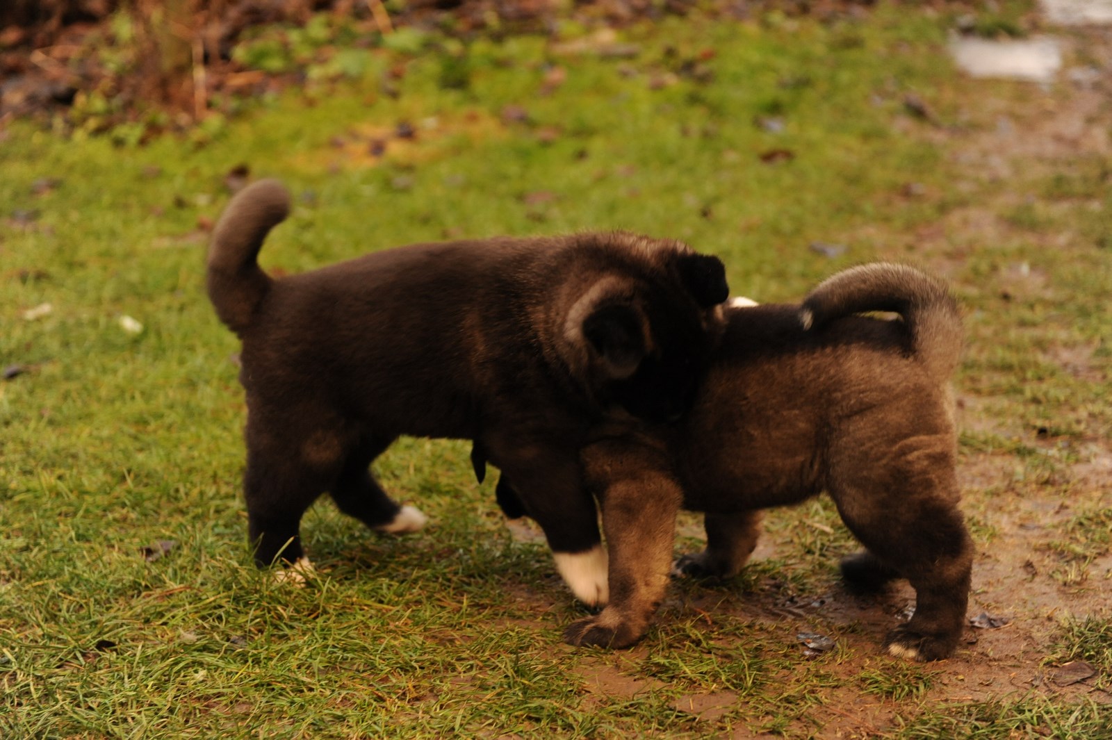 Bonnie a Black Bear, 25.12.