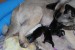 Arwen a štěnata - mother and puppies